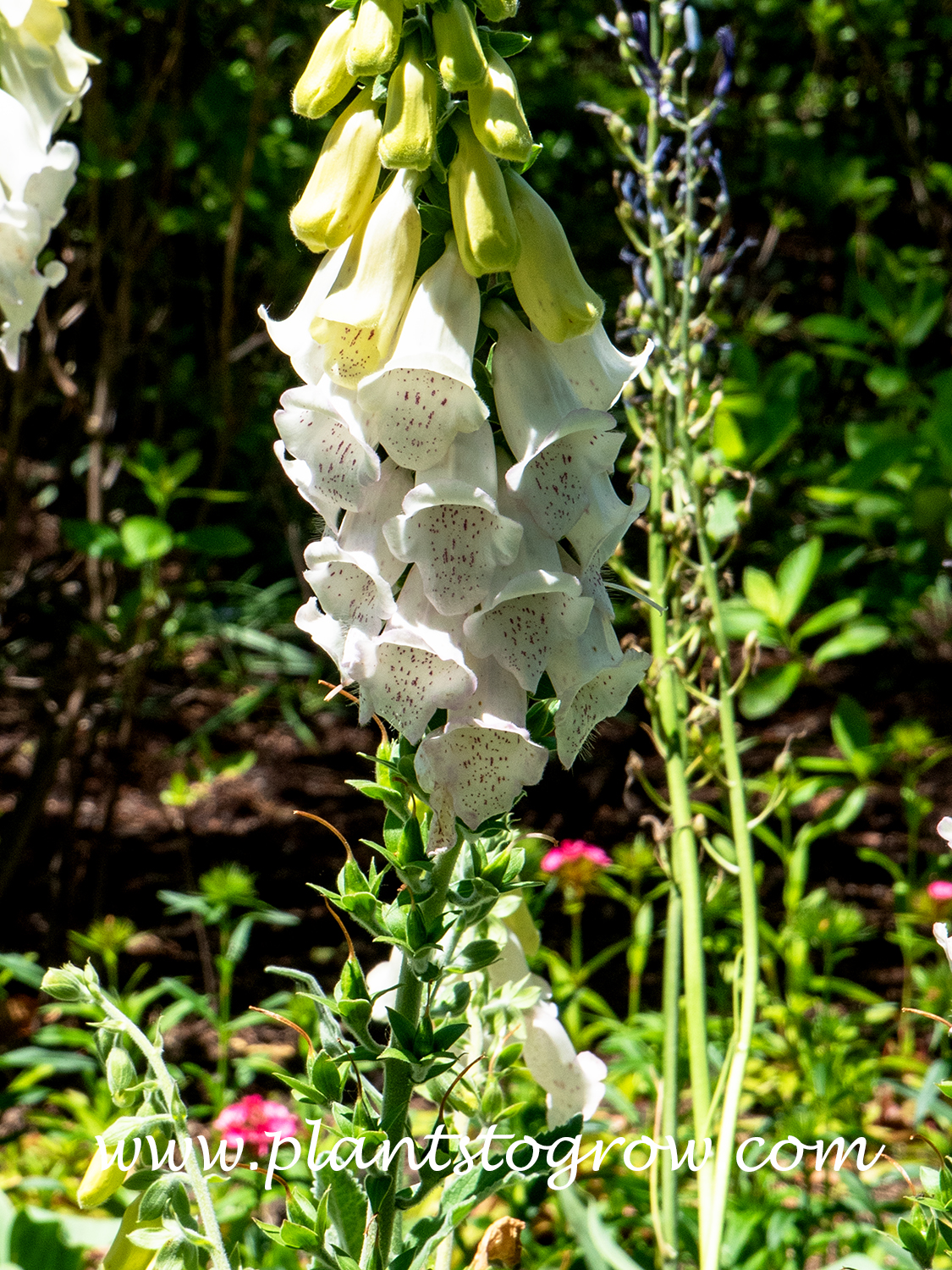 Silver Fox Foxglove (Digitalis pupurea ssp heywoodii)  
The white tubular flowers have purple speckling in the throat.